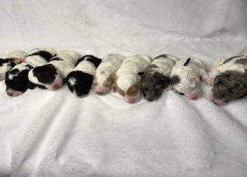 new puppies for sale