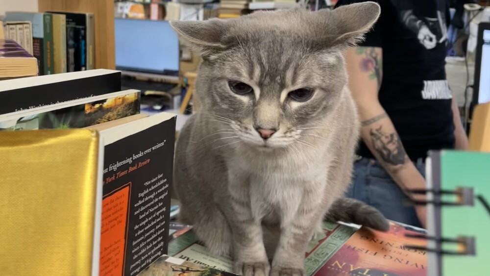 places to see cats near me