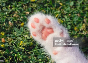 cat paw picture