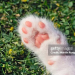 cat paw picture