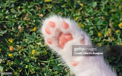 cat paw picture