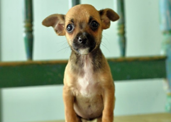 cute puppies to adopt