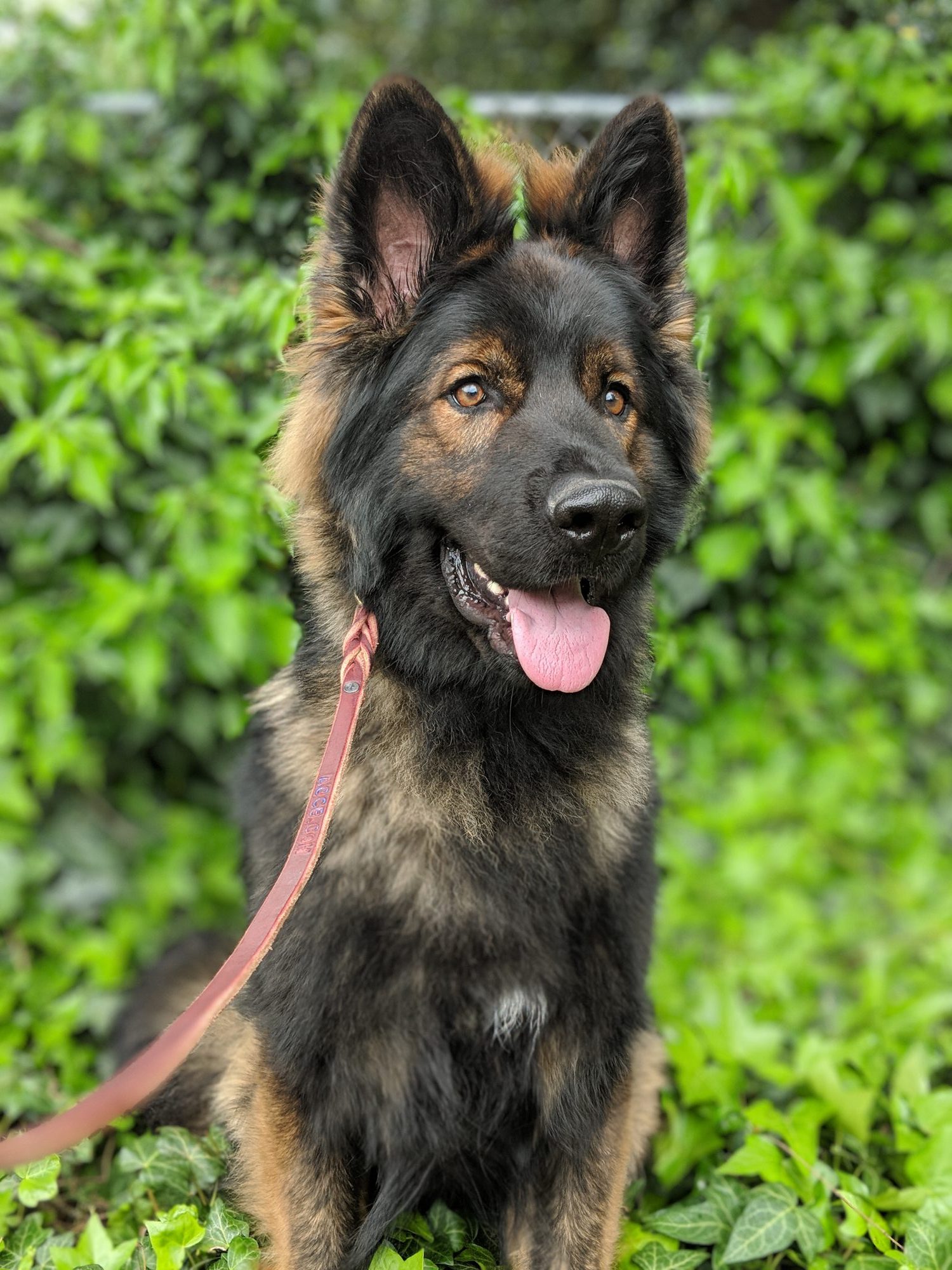 michigan german shepherd rescue