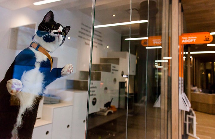 best friends shelter nyc