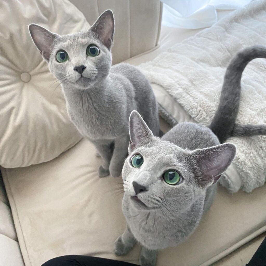 blue russian kittens for sale