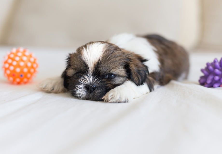 shih tzu puppies ny