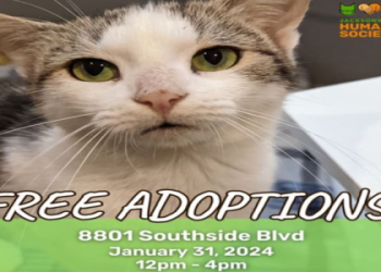cats for free adoption near me