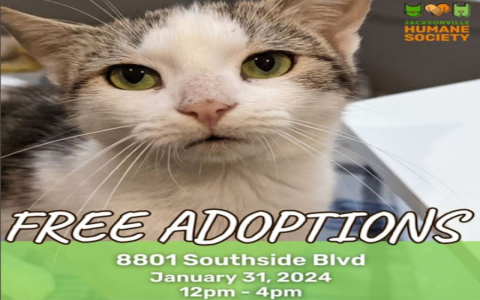 cats for free adoption near me