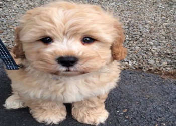 cockapoo shih tzu mix