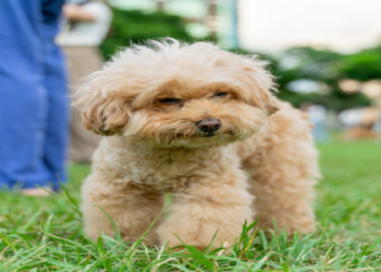 illinois poodle rescue