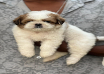 store for dogs near me