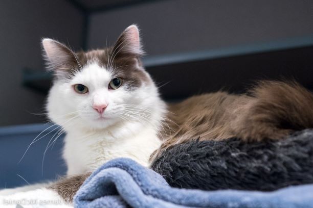 cat adoption in seattle