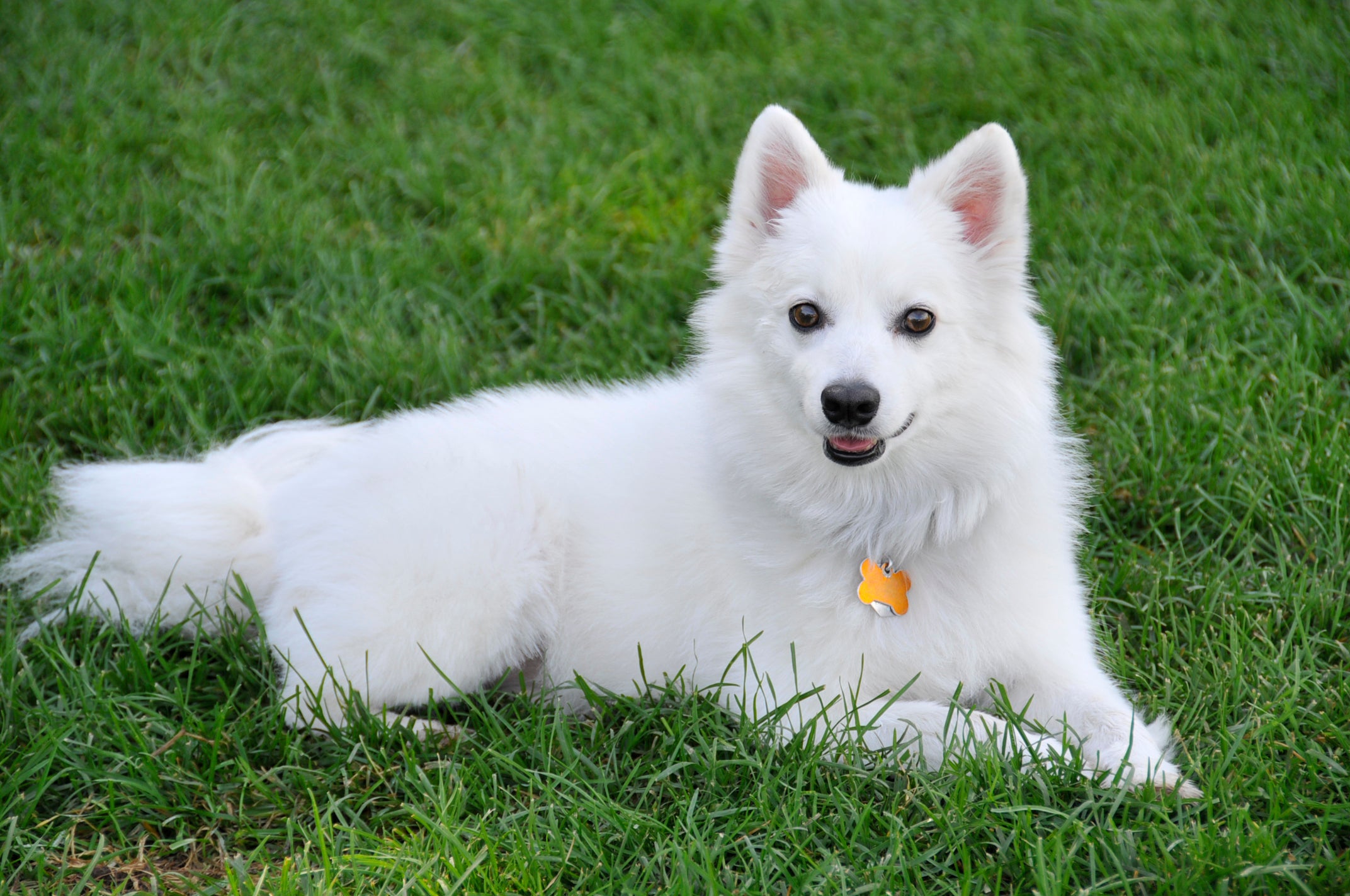 american eskimo adoption near me