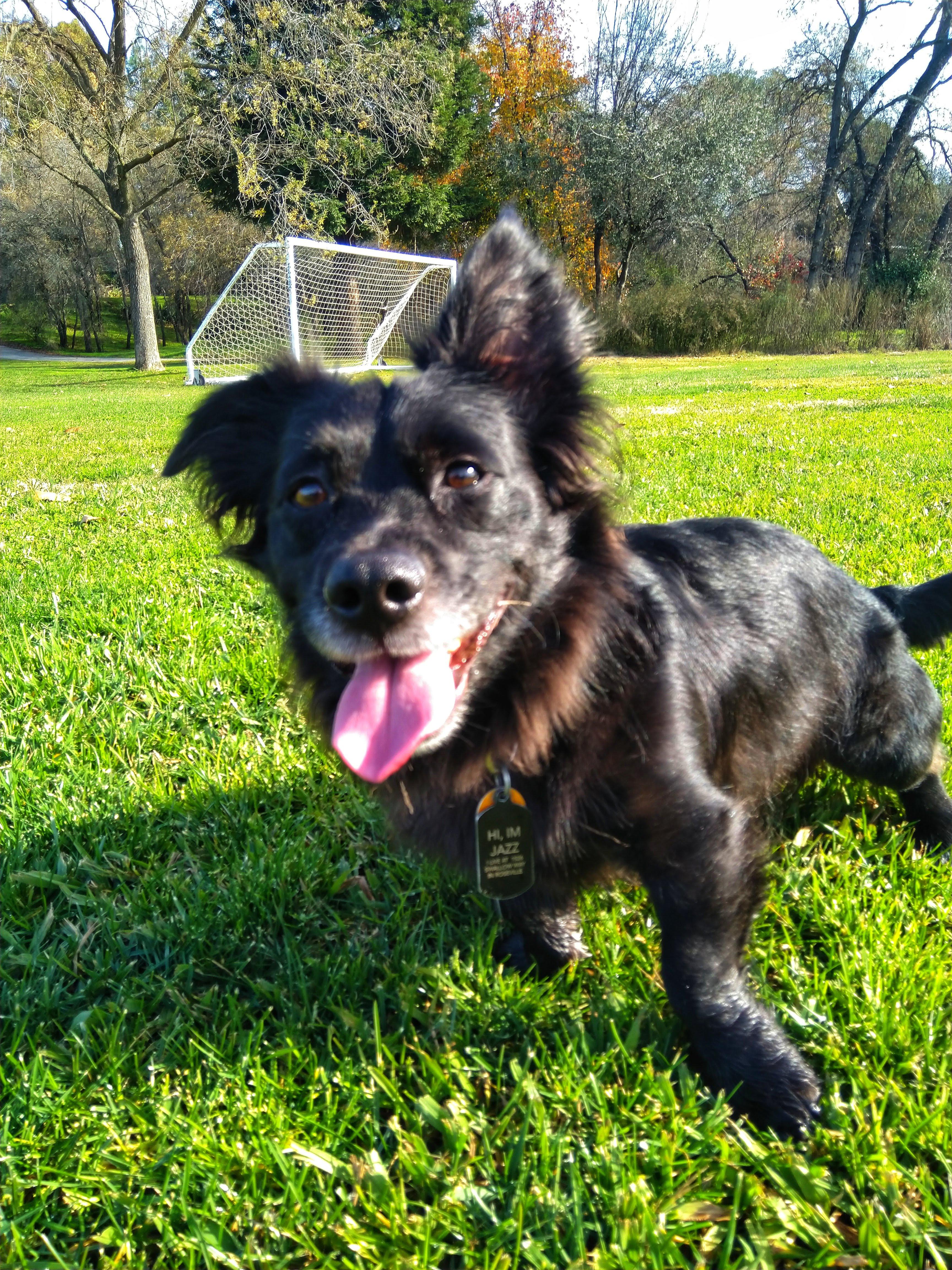corgi dachshund chihuahua mix