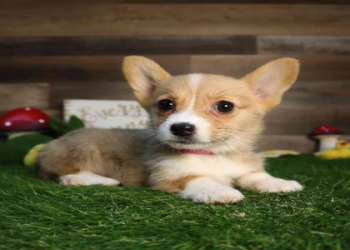 corgi breeders illinois