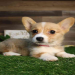 corgi breeders illinois