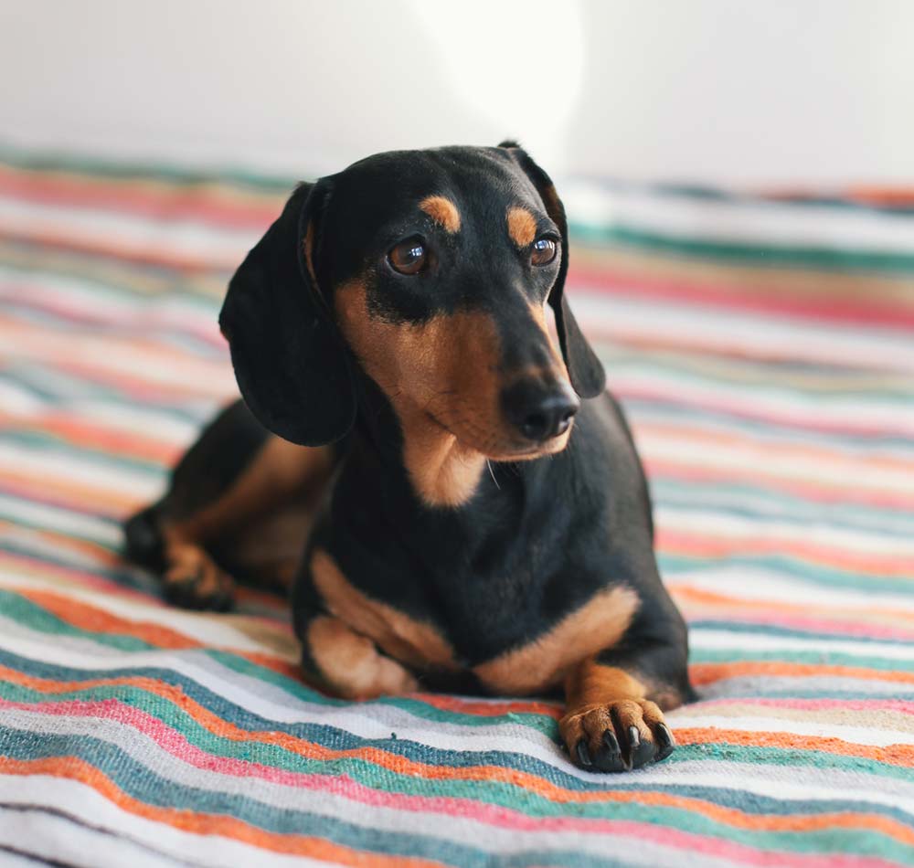 dachshund adoption near me