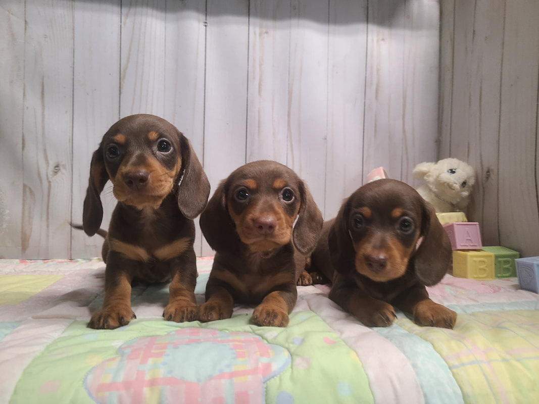 dachshund breeders illinois