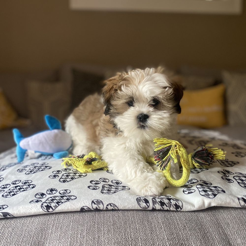 where to get a puppy near me