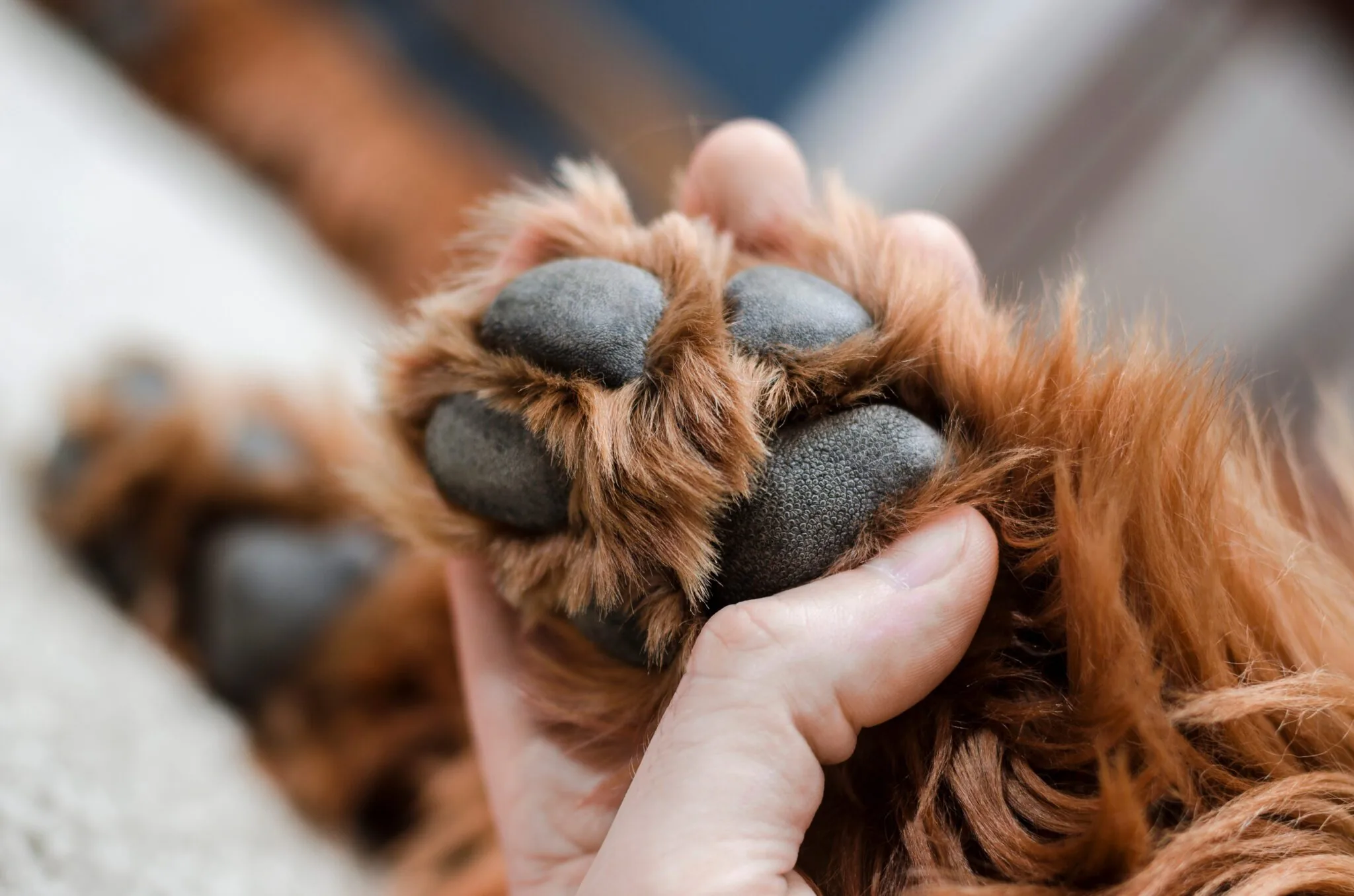 paw image
