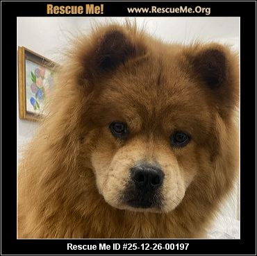 chow rescue florida