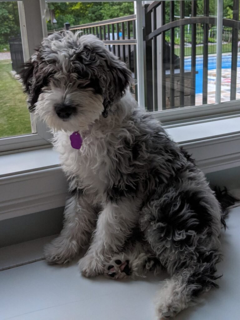 adopt sheepadoodle