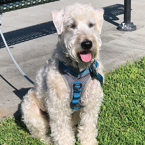 wheaten terriers for adoption