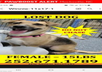 missing dogs near me