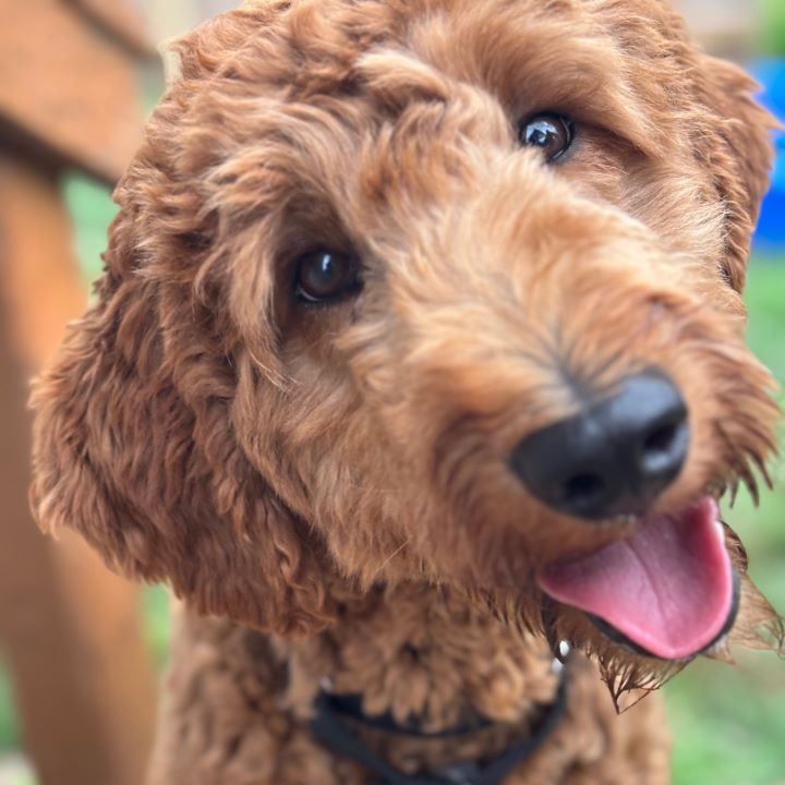 goldendoodle rescue illinois