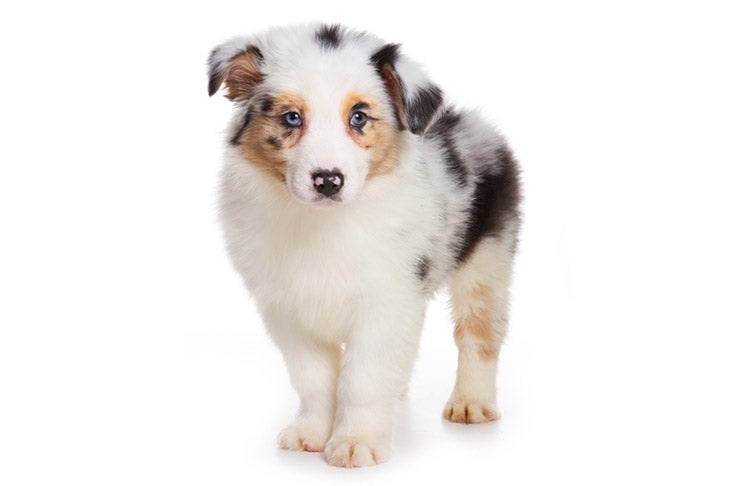 australian shepherd for sale illinois