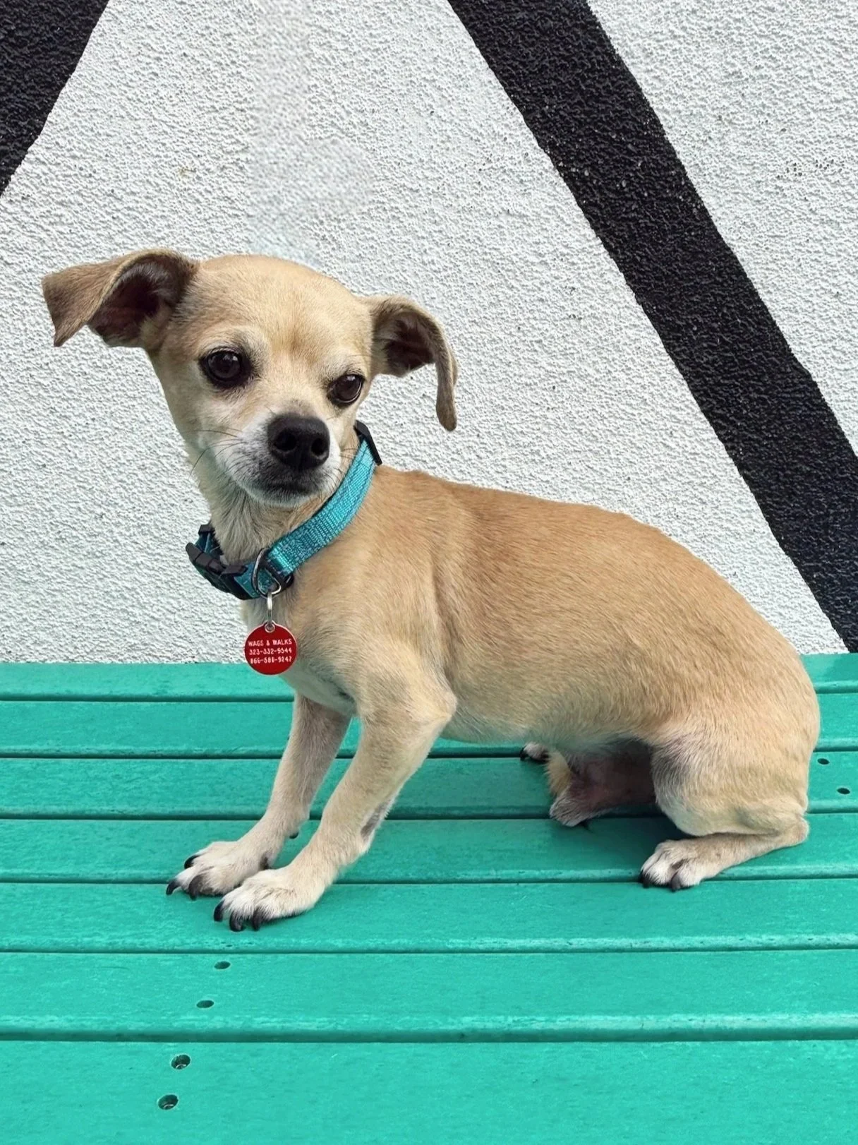 small dogs for adoption los angeles