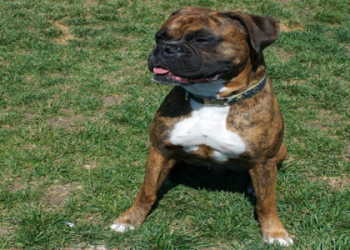 dog no kill shelters near me