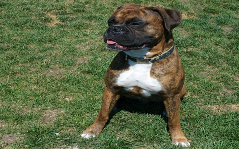 dog no kill shelters near me