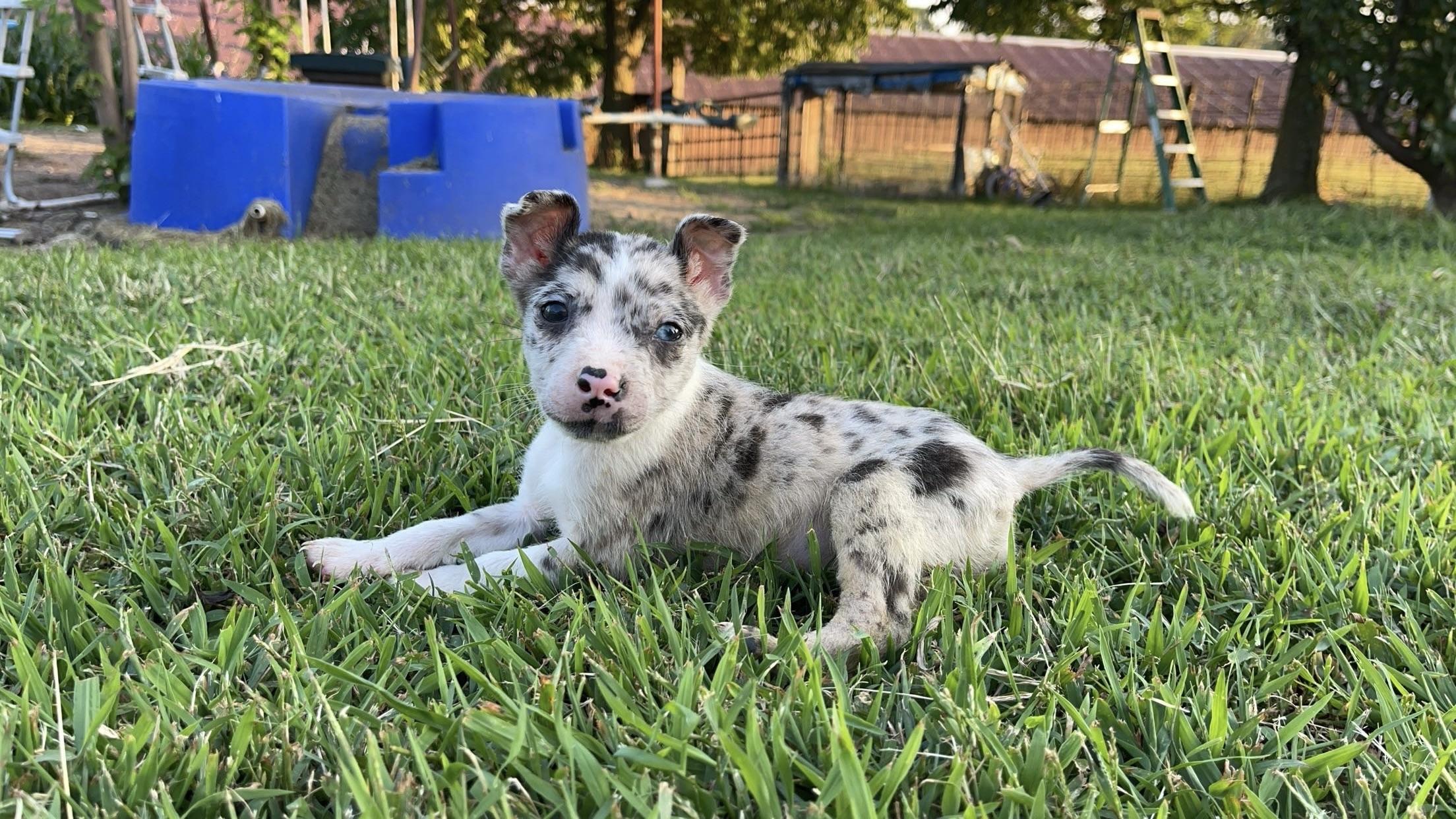boston terrier aussie mix