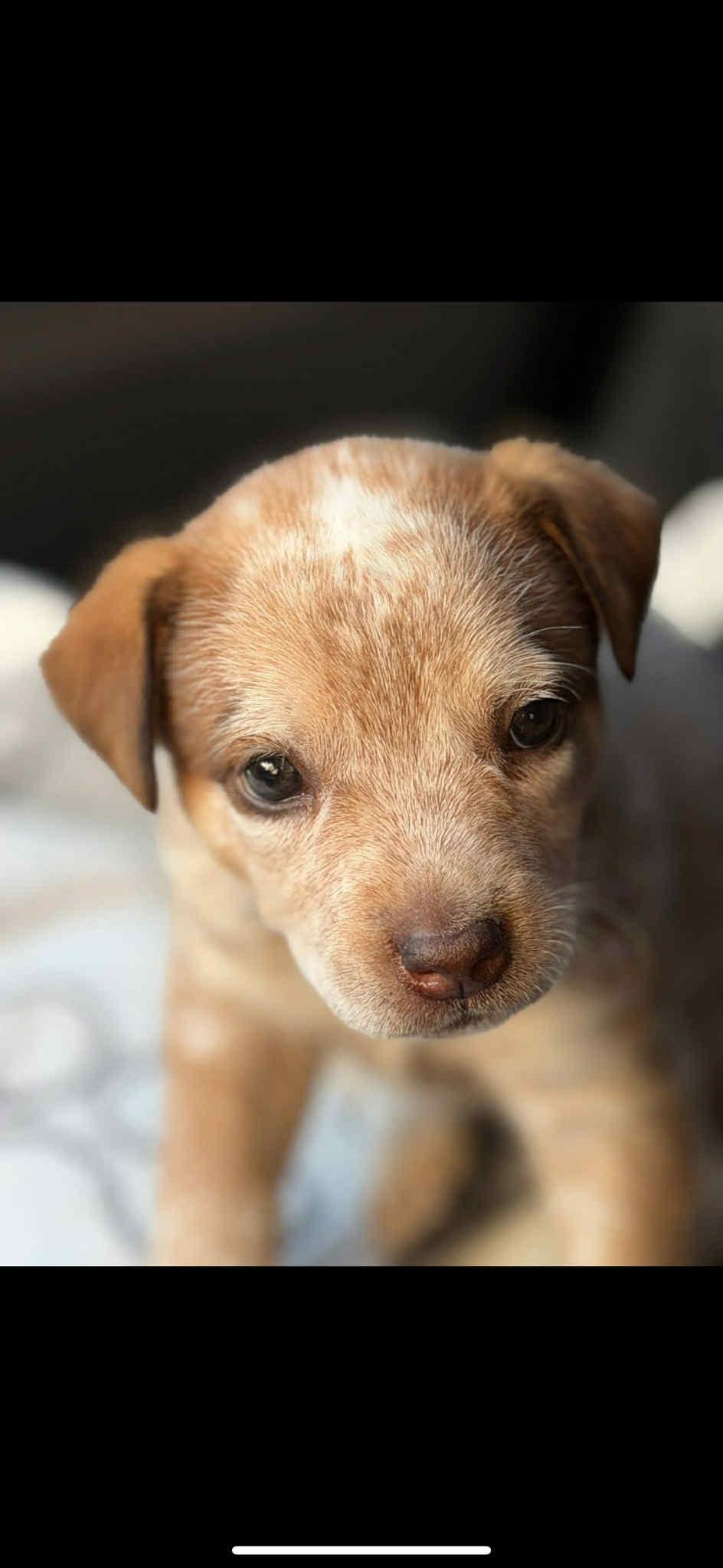 petfinder ohio dogs for adoption