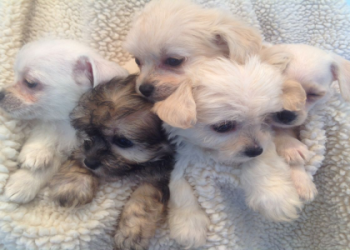 bichon frise chihuahua