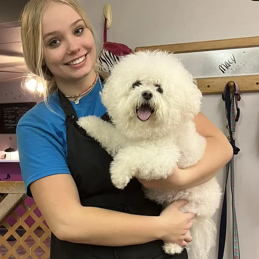 pet grooming springfield il