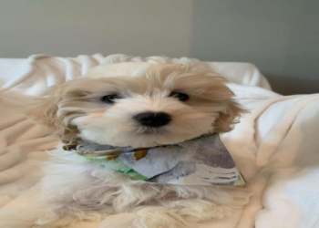 dog for sale in washington