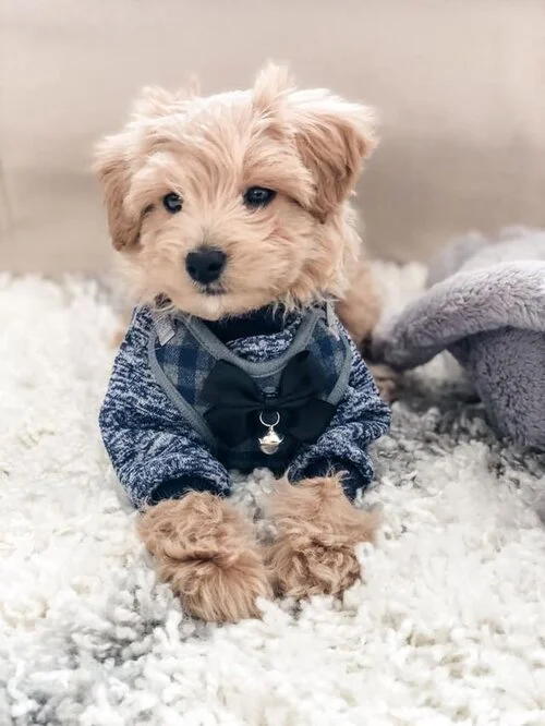 maltipoo dog clothes