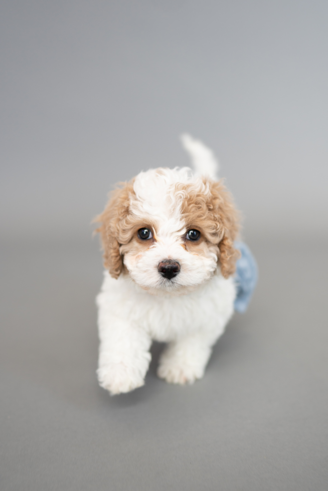 maltipoo breeders in florida