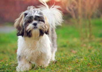 selling dogs near me