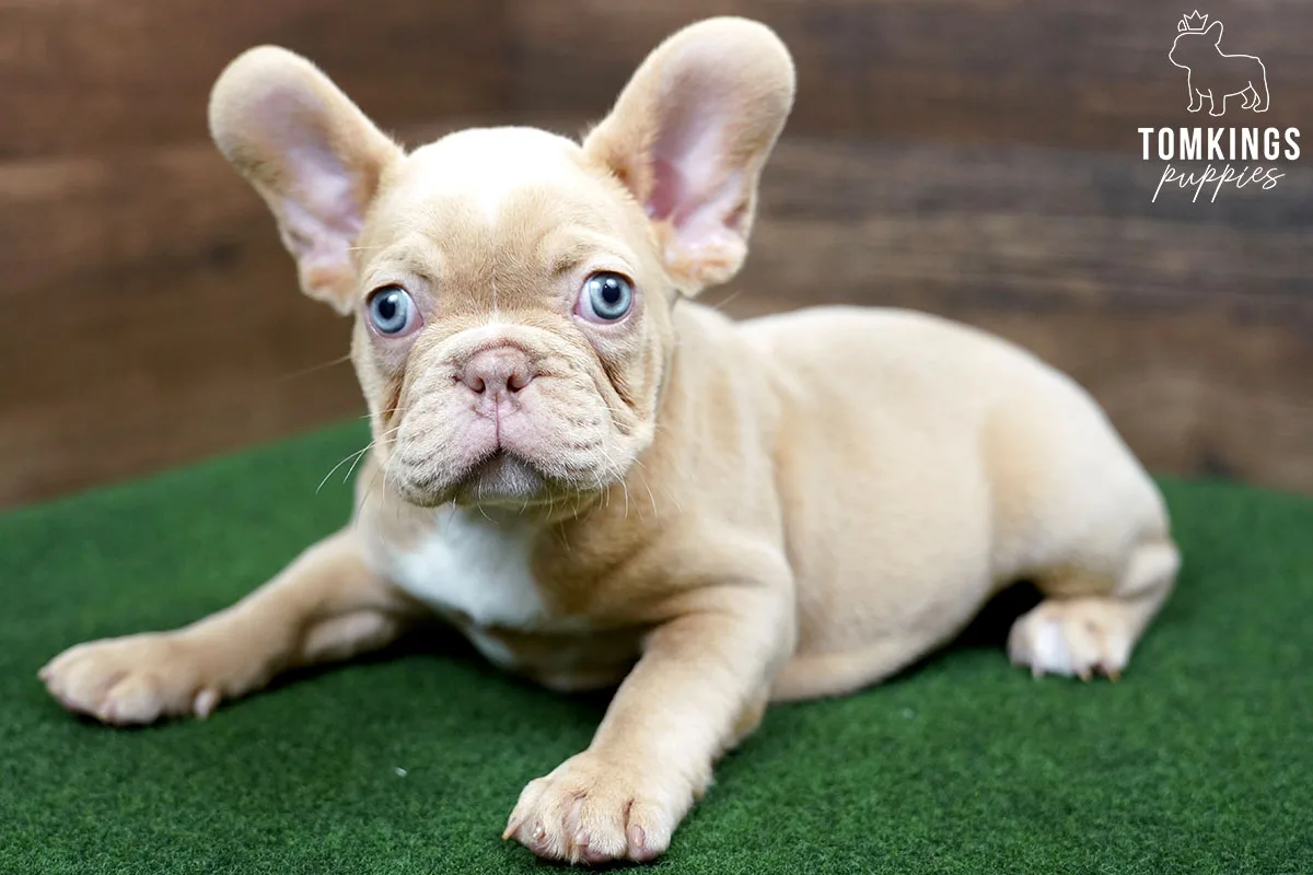 french bulldog puppies new england