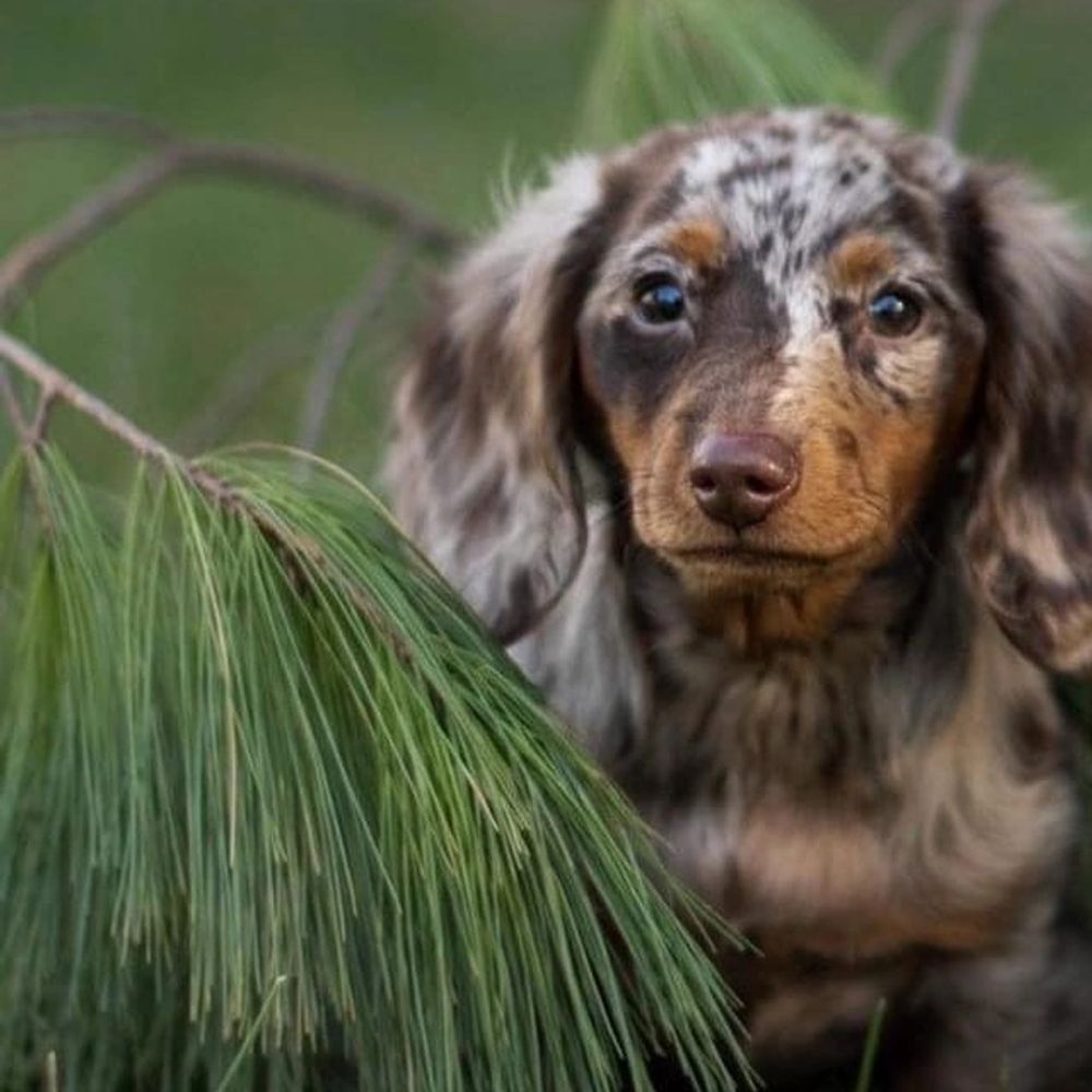 dachshunds for sale in tennessee