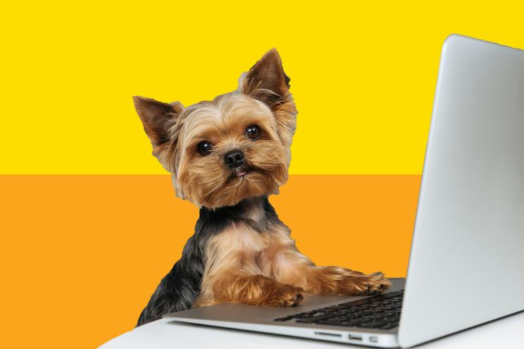 dog online shopping