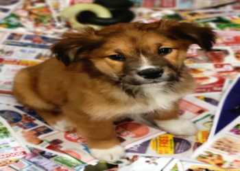 pet adoption in chicago