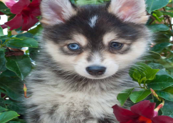 pomskies for adoption