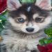 pomskies for adoption