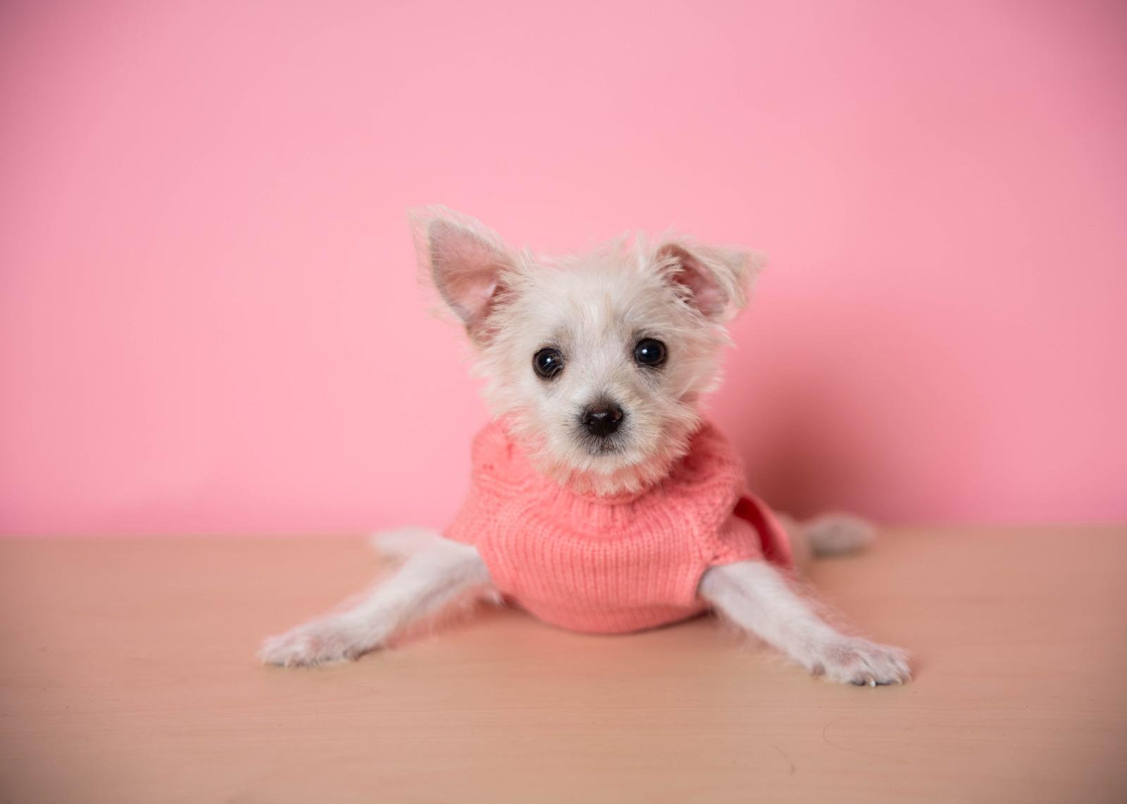 petfinder melbourne fl