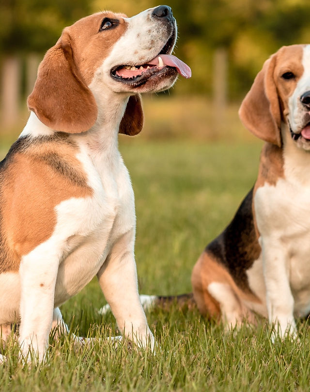 beagle breeders texas