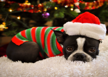 boston terrier christmas